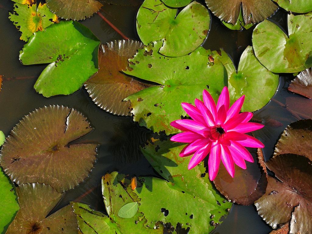 Nisarga Nirvana River House 门格洛尔 外观 照片